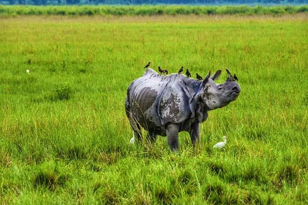 Kaziranga National Park is home to over 2,600 one-horned rhinoceros, according to the 2022 estimate | File Photo: ANI
