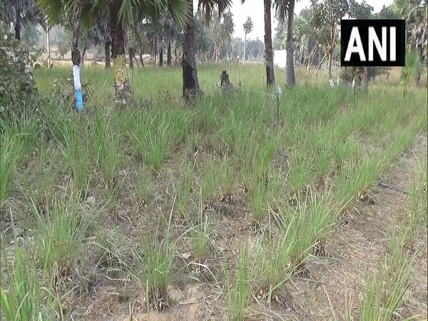 Lemongrass, mushroom cultivation changing lives in Bihar's Gaya