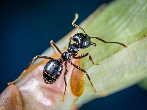 Ants' behaviour does not change as temperature rises: Study – ThePrint –  ANIFeed