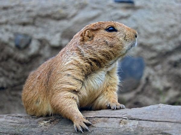 Himachal Pradesh govt bans glue traps to protect rodents following PETA  appeal – ThePrint – ANIFeed