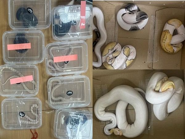 DRI recovers smuggled rare 139 animals from Bengaluru farmhouse