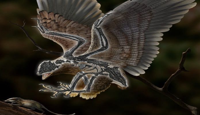 Life reconstruction of the 120-million-year-old bird Cratonavis zhui | Credit: ZHAO Chuang