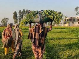Representational image | Women farmers in Patiala | Photo: Urjita Bhardwaj | ThePrint