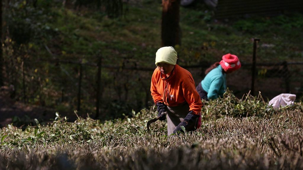 Tea Trap, Kenya