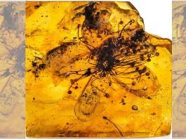 Largest known flower preserved in amber. | Credit: Carola Radke, MfN (Museum für Naturkunde Berlin)