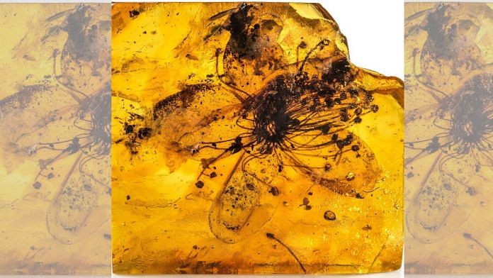 Largest known flower preserved in amber. | Credit: Carola Radke, MfN (Museum für Naturkunde Berlin)