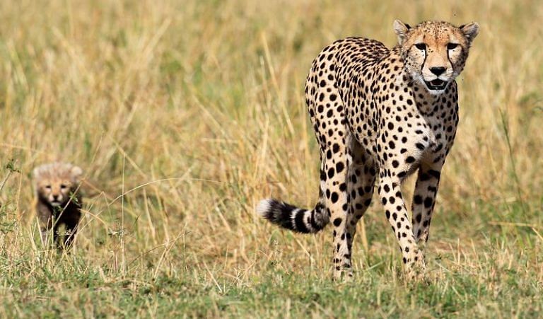 South Africa signs deal with India to relocate dozens of cheetahs