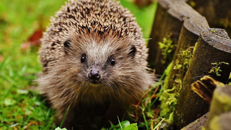 How remote animal tracking can allow humanity to be better protected from natural disasters