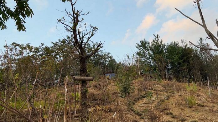 A farm growing stone fruits and kiwi using grafting techniques in Angangba village in Tuensang, Nagaland | Disha Verma, ThePrint