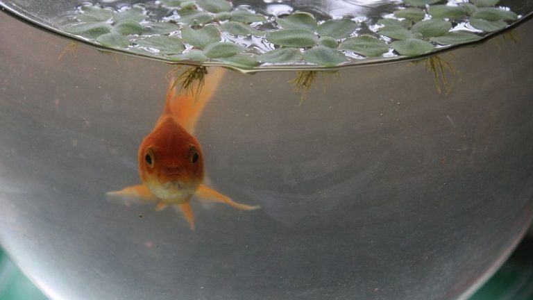 Are the fish in your aquarium happy? Five things to look out for