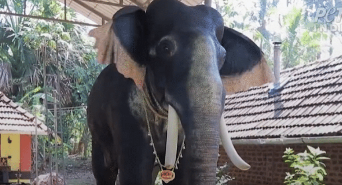 Kerala temple gets robotic elephant, PETA urges other shrines to free