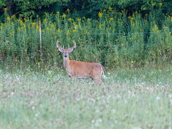 White-tailed deer harbor nearly extinct SARS-CoV-2 variants of concern
