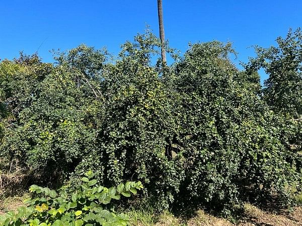 Over 100-year-old rare Triloka Ber trees still bearing fruits in Bhopal