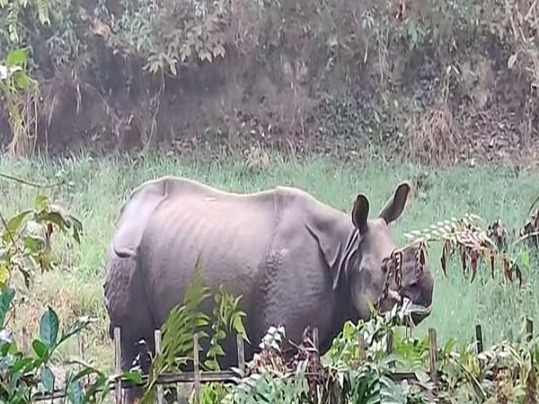 Assam: Forest officials injured in rhino attack in Golaghat