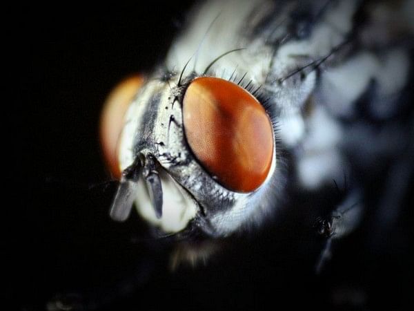 Read how mating causes 'jet lag' in female fruit flies 