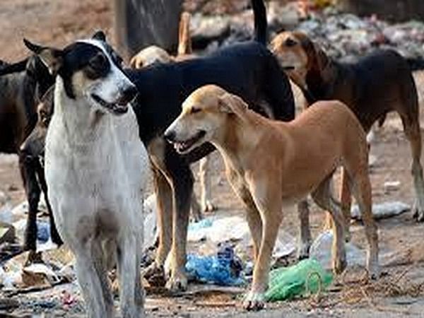 Jaipur: Stray dog beaten to death, case registered against 3 unidentified youths