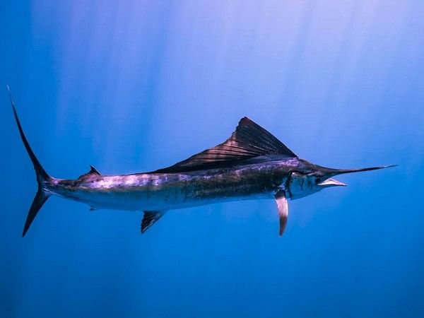 Watch the Fastest Fish in the World Hunt its Prey – For the First Time –  Newsroom