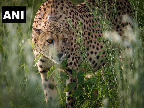 12 cheetahs from South Africa lands at MP's Gwalior Airport