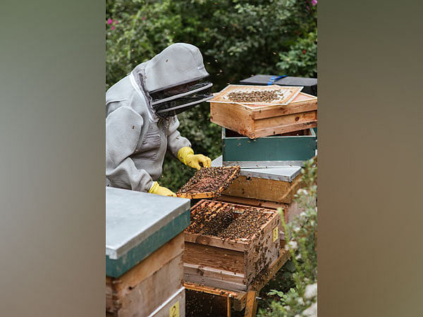 'Queen banking' can help beekeepers deal with climate change