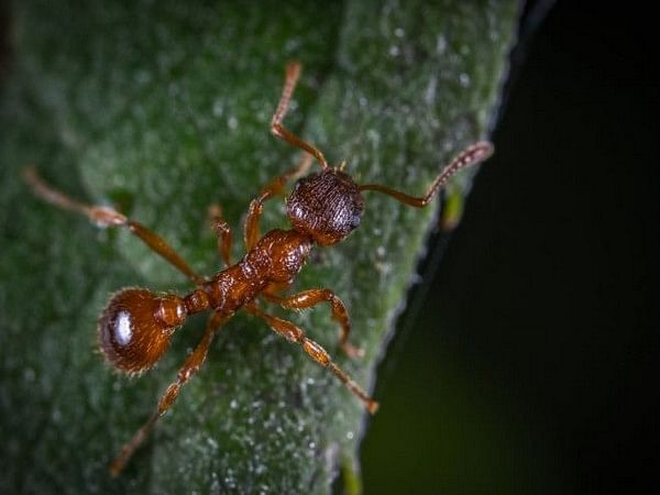 Ants have a key role in the regrowth of forests: Research