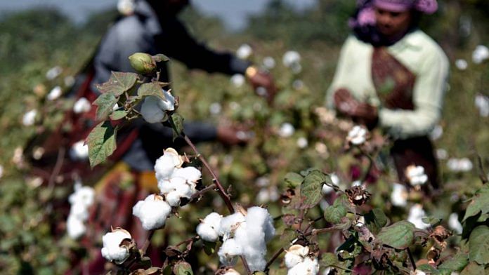Representational image of cotton cultivation | ANI