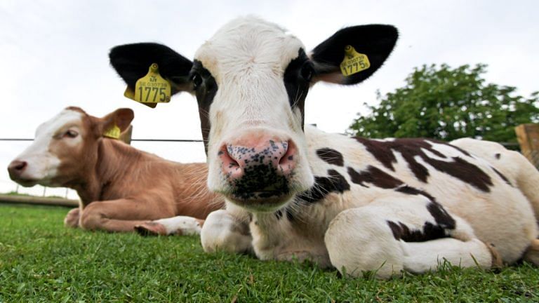 New Zealand’s solution for climate change is to tax cow burps. Will it help?