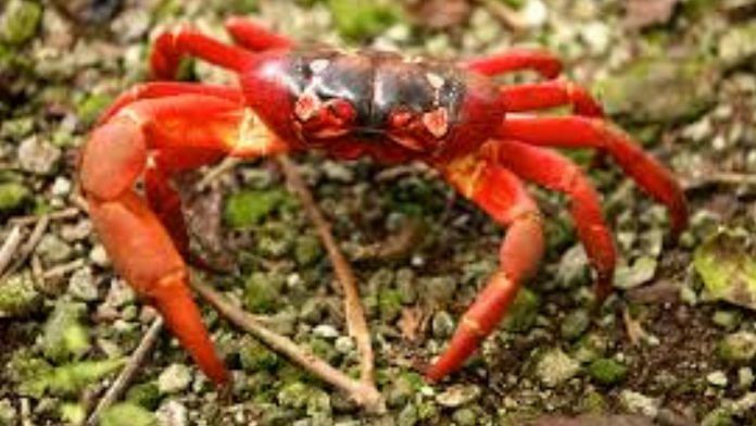 File photo of a crab | Commons
