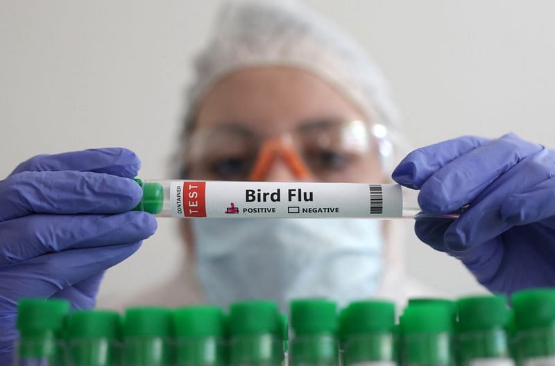 ExplainerBird flu what are the risks to people and animals? ThePrint