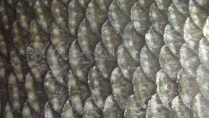 Representation image of fish scales, which were used by the team to generate power. | Commons