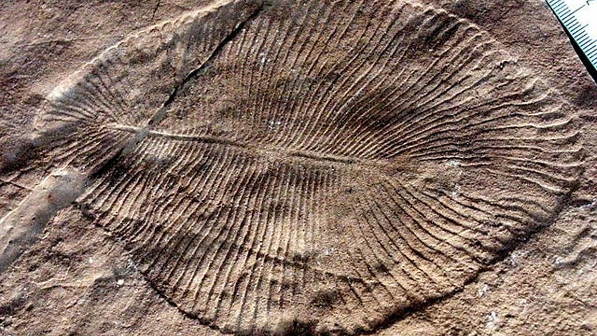 'Beehive imprints', not 550 mn-yr-old fossil: Bhimbetka find proven false, scientists accept mistake