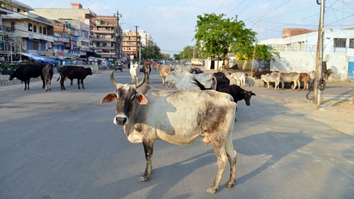 Haryana had around 5 lakh stray cattle in 2022 | Representative image | ANI