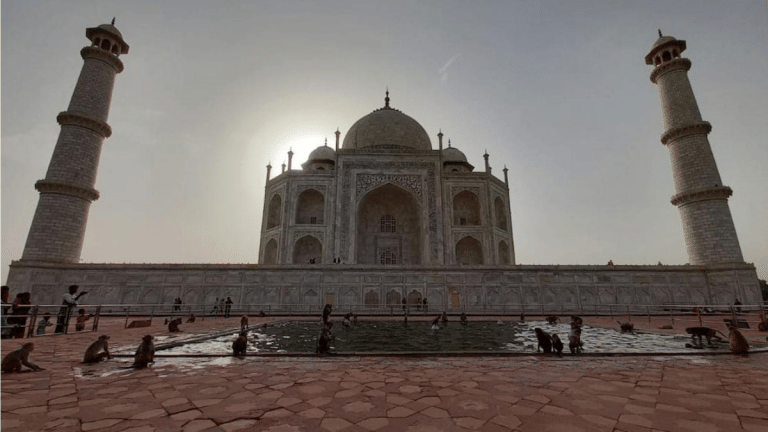 Monkey menace returns to Taj days before visit of G-20 delegates, ASI says ‘no risk of attack’