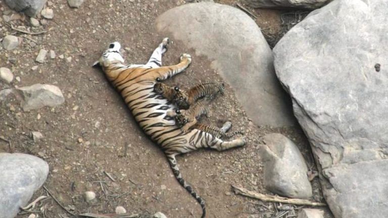 T1 tigress who helped revive MP’s Panna Tiger Reserve dies