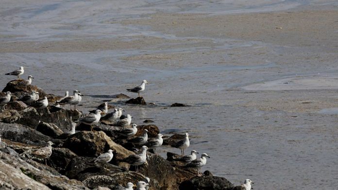 Seagulls roost on rocks by the sea covered with a plague of 'sea snot', a thick slimy layer of the organic matter spread through the Sea of Marmara and posing a threat to marine life and the fishing industry, on the shores of Istanbul, Turkey | File Photo: Reuters