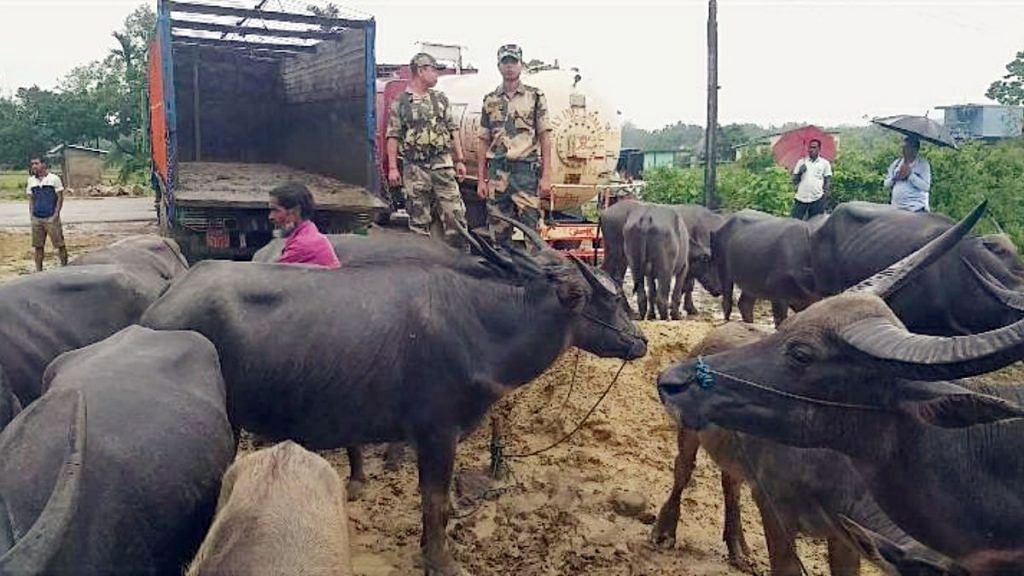 File photo of BSF troops with seized cattle at the India-Bangladesh border | ANI