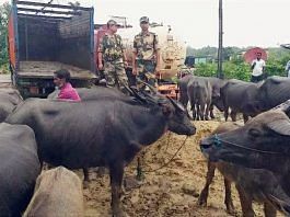 File photo of BSF troops with seized cattle at the India-Bangladesh border | ANI
