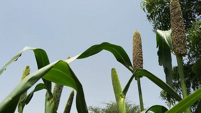 Millets | wikimedia commons