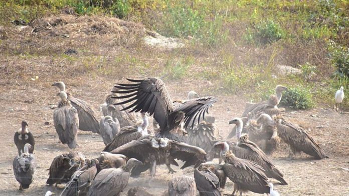 The vultures are captured from high trees in West Bengal and brought to the conservation centre in Alipurduar district | Facebook | Forest Department, Government of West Bengal
