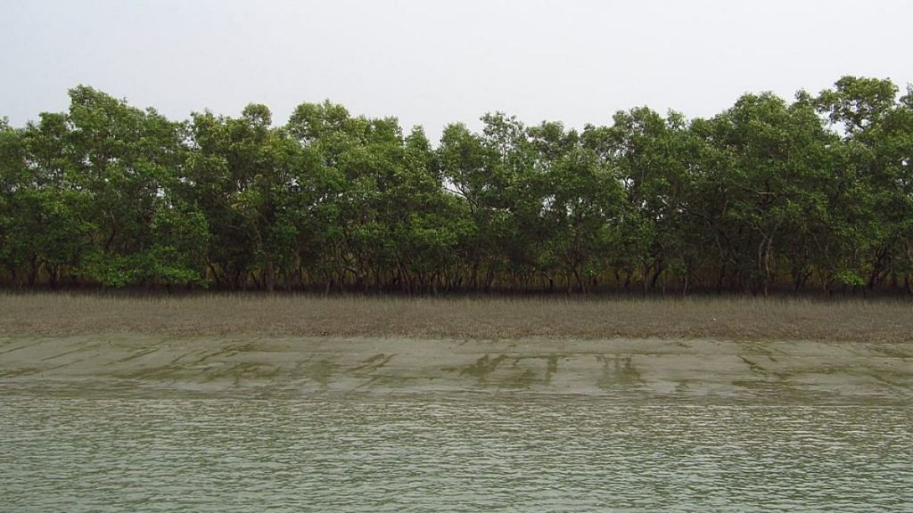 The mangrove forest of Sundarban | Kingshuk Mondal