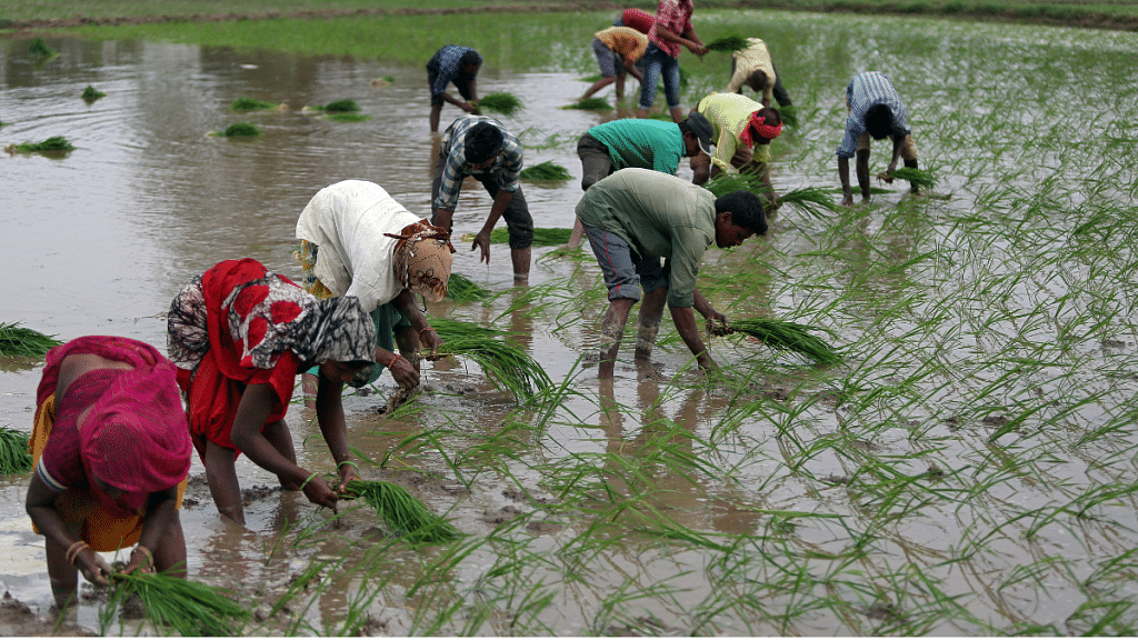 Farmers plant saplings in a rice field on the outskirts of Ahmedabad, 5 July, 2019 | Reuters/Amit Dave