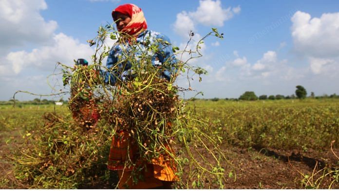 Central government cut back the spending on the rural jobs guarantee scheme for the next fiscal year to 600 billion rupees | File photo by ThePrint