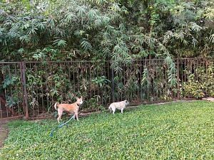 Dogs enjoying their morning walk next to a micro forest in Bhakti Park, Wadala | Manasi Phadke, ThePrint