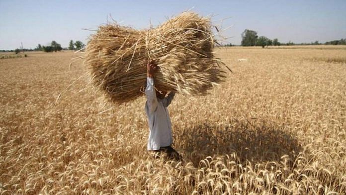 By January 31 this year, wheat prices averaged about Rs 38 per kilogram | Representative picture | Photo: PTI