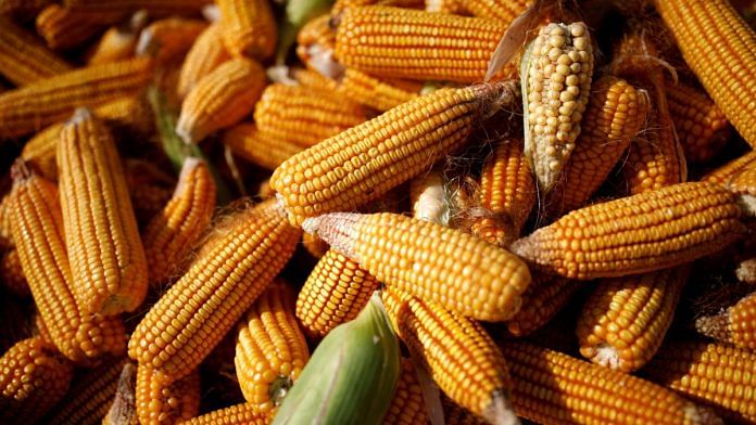 File photo of corn is piled in the back of a vehicle in a field on the outskirts of Jiayuguan, Gansu province, China, 28 September 2020 | Reuters/Carlos Garcia Rawlins/File Photo