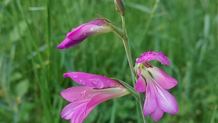 Representational Image of Gladiolus | photo source: WikiCommons