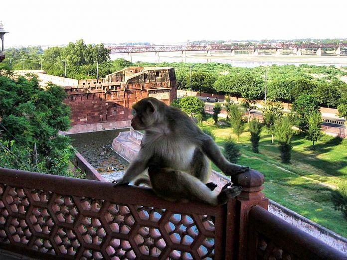 A monkey in Agra