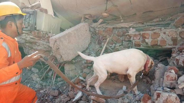 A file photo of Labrador during a rescue operation