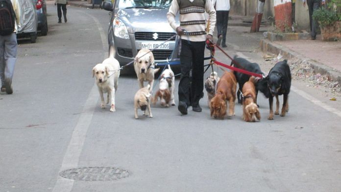 Representational image of pet dogs being taken for a walk | Commons