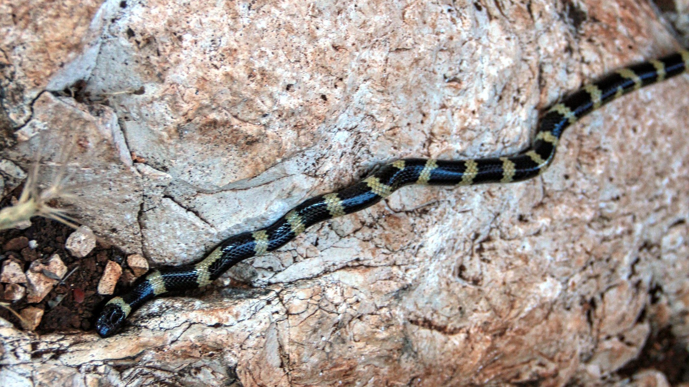 Scientists make 'rare' new identification of snake family