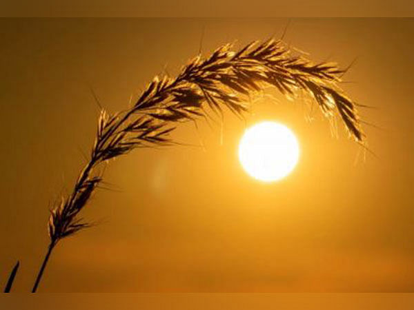 Amid chances of heatwave, govt says wheat crop conditions are normal